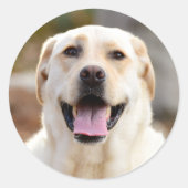 犬の写真 ラウンドシール (正面)