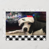 犬の写真 | YAPPY HOWLIDAYS | B&Wバッファローチェック シーズンカード (正面/裏面)