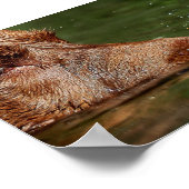 犬の吹泡の鼻クローズアップ/マクロ ポスター (角)