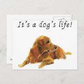 犬の命かわいいゴールデンレトリーバー水彩画 ポストカード (正面/裏面)