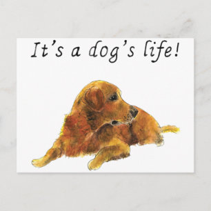 犬の命かわいいゴールデンレトリーバー水彩画 ポストカード