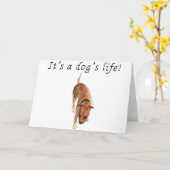 犬の命かわいい(犬)スタッフォードブルテリア カード (黄色い花)