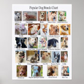 犬の品種グラフポスター ポスター (正面)