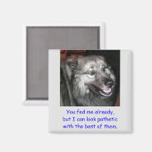 犬の固食べ物を与え定を避ける マグネット (正面/裏面)