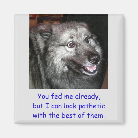 犬の固食べ物を与え定を避ける マグネット (正面)