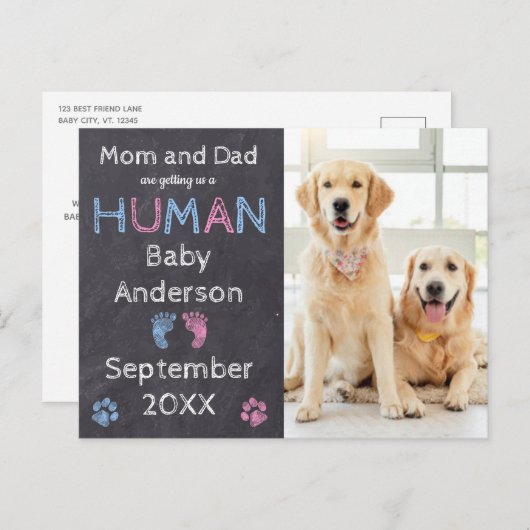 犬の妊娠告知はがき 案内ポストカード (正面/裏面)