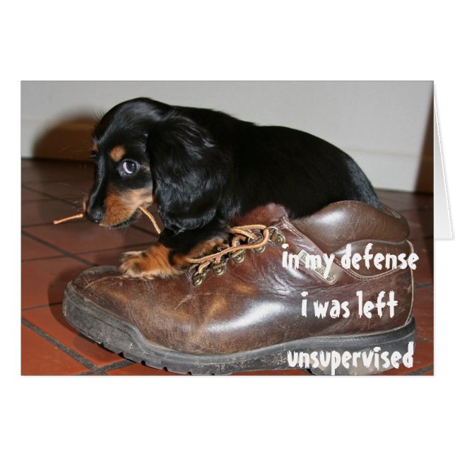 犬の子犬の咀嚼からの誕生日 おもしろい (正面横)