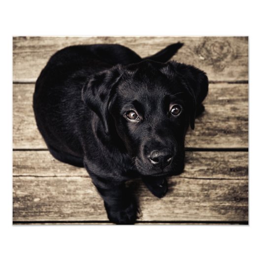 犬の子犬の愛 フォトプリント            (正面)