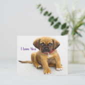 犬の子犬の目 ポストカード (スタンド正面)