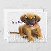 犬の子犬の目 ポストカード (正面/裏面)