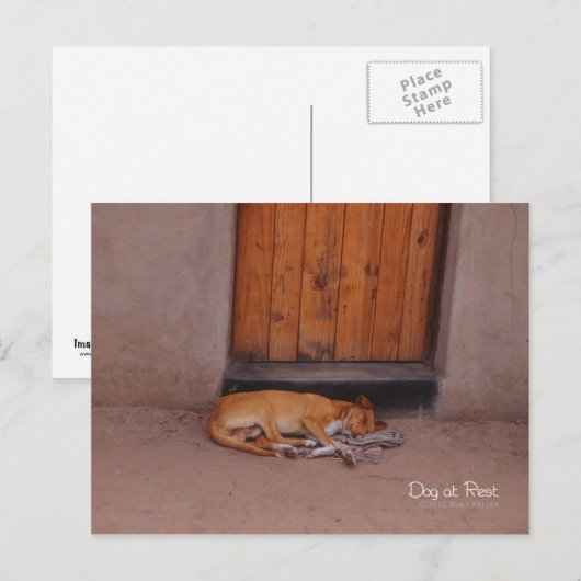 犬の安静時 ポストカード (正面/裏面)