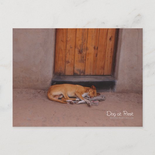 犬の安静時 ポストカード (正面)
