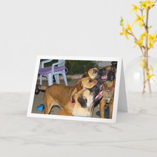 犬の座る肖像 カード (黄色い花)
