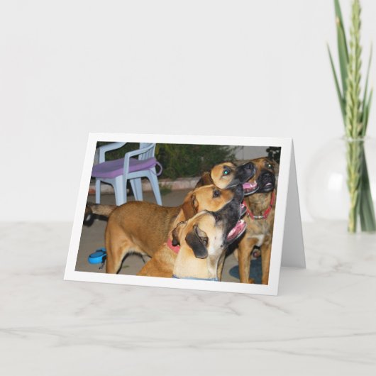 犬の座る肖像 カード (正面)