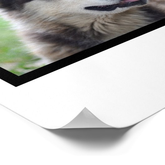 犬の恋人4枚の写真のコラージュカスタマイズ。 ポスター (角)