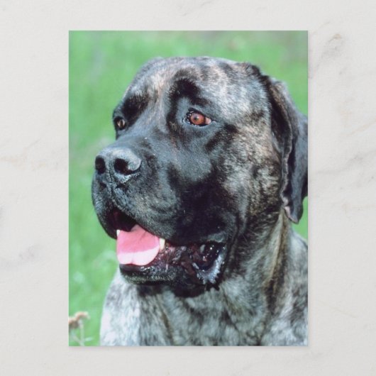 犬の息 ポストカード (正面)