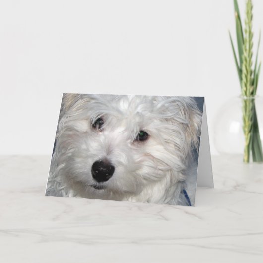 犬の悔やみや弔慰 カード (正面)