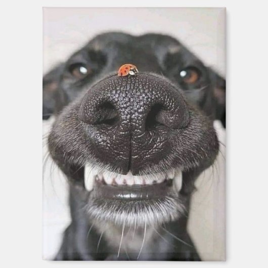 犬の愛… マグネット (正面)