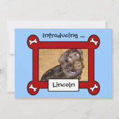 犬の採用または誕生の発表(赤く及び青) 案内状 (正面)