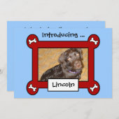 犬の採用または誕生の発表(赤く及び青) 案内状 (正面/裏面)