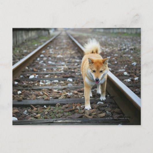 犬の散歩道 ポストカード (正面)