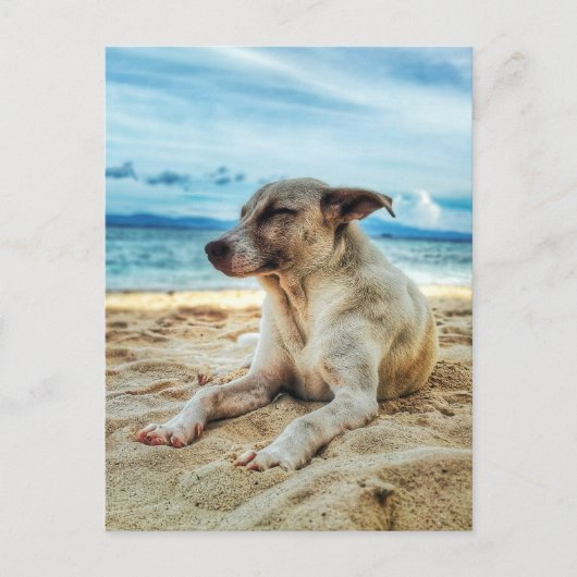 犬の日リラックスビーチ、海砂と太陽 ポストカード (正面)