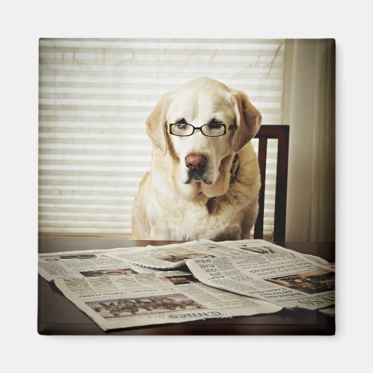 犬の朝のルーチン マグネット (正面)