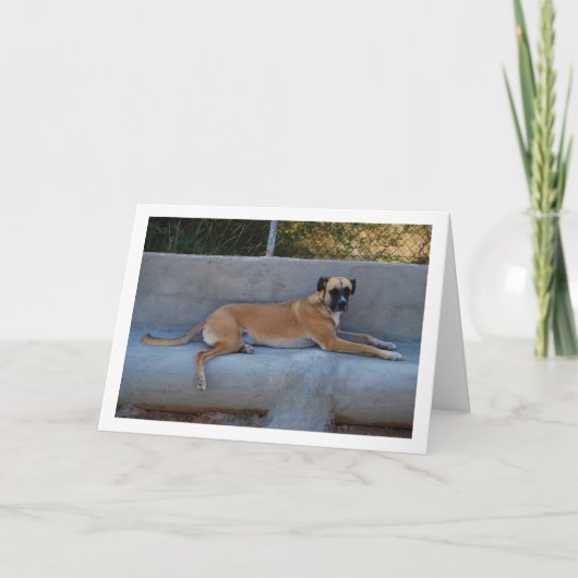 犬の横たわる肖像 カード (正面)