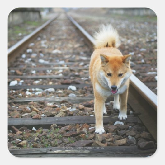 犬の歩くトラック スクエアシール (正面)