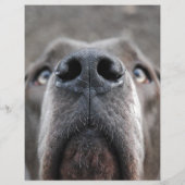 犬の涙が見つかった チラシ (裏面)