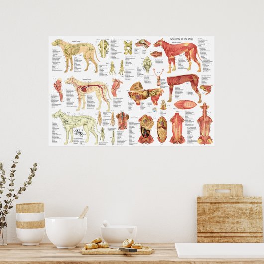 犬の獣医の筋肉の解剖図ポスター24" X 36" ポスター (キッチン)