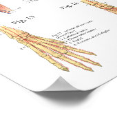 犬の獣医筋骨格解剖学ポスター ポスター (角)