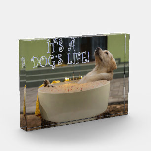 犬の生活だ フォトブロック