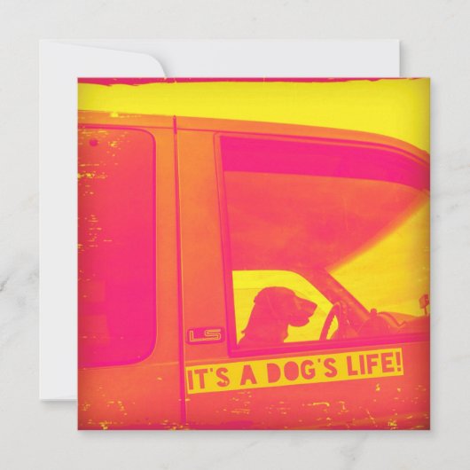 犬の生活挨拶カードだ カード (正面)