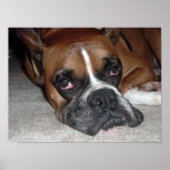 犬の生活 ポスター (正面)