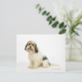 犬の白104 ポストカード (スタンド正面)