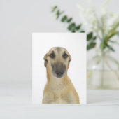 犬の白41 ポストカード (スタンド正面)