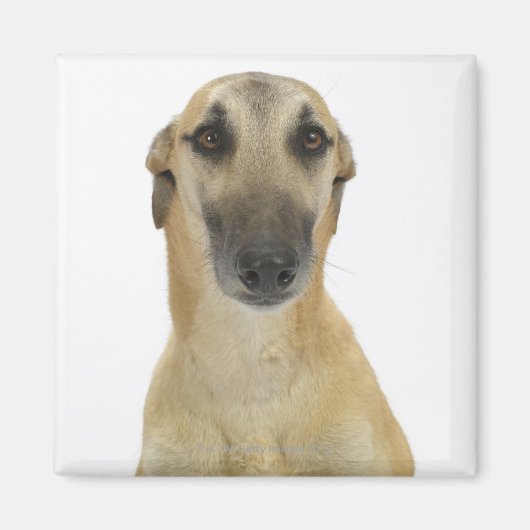 犬の白41 マグネット (正面)