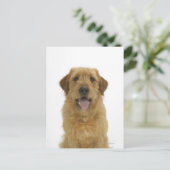 犬の白44 ポストカード (スタンド正面)