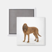 犬の白97 マグネット (正面/裏面)