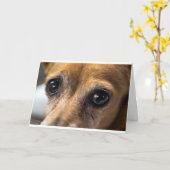 犬の目 カード (黄色い花)