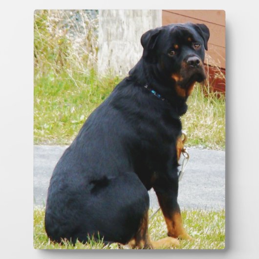 犬の目 フォトプラーク (正面)