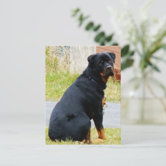 犬の目 ポストカード (スタンド正面)