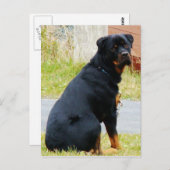 犬の目 ポストカード (正面/裏面)