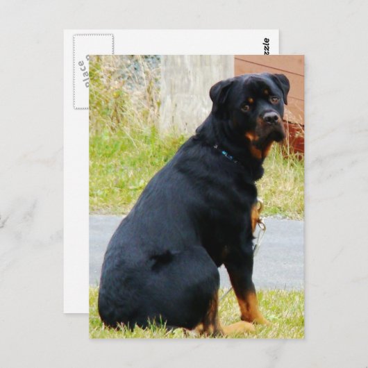 犬の目 ポストカード (正面/裏面)