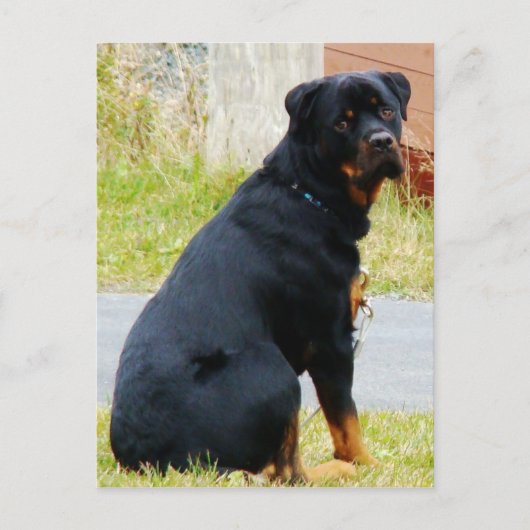 犬の目 ポストカード (正面)