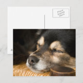 犬の眠り2 ポストカード (正面/裏面)