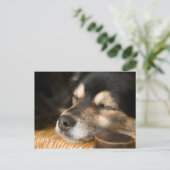 犬の眠り2 ポストカード (スタンド正面)