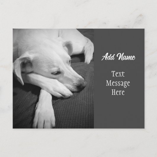 犬の眠るの白黒写真シンプル|過去記事 シーズンポストカード (正面)