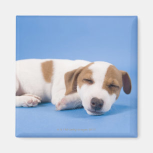 犬の睡眠 マグネット